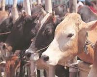  गौरक्षकों ने मवेशी ले जा रहे दो लोगों की पिटाई कर नहर में फेंका, एक की मौत