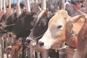  गौरक्षकों ने मवेशी ले जा रहे दो लोगों की पिटाई कर नहर में फेंका, एक की मौत